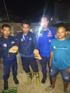 Evakuasi Ular Cobra