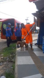 Evakuasi Anjing Liar