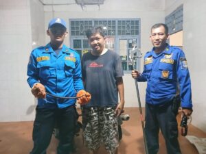 Evakuasi Ular Cobra