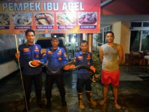 Ular Jenis Piton