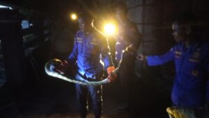 Evakuasi Ular di Rumah