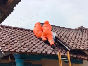 Evakuasi Sarang Tawon di atas Atap