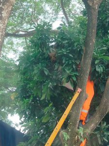 Evakuasi Sarang Tawon