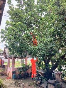 Evakuasi Sarang Tawon