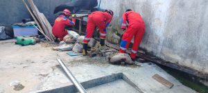 Evakuasi Ular Masuk Ke Dalam Rumah