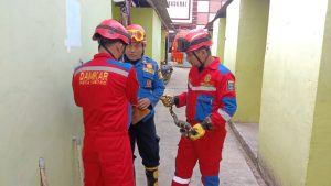 Evakuasi Ular Jenis Cincin