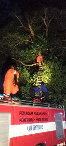 Evakuasi Sarang Tawon di RS. Umum A. Yani