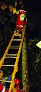 Evakuasi Burung Macaw yang Lepas