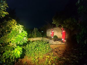 Kucing Peliharaan yang Terlepas di Kebun