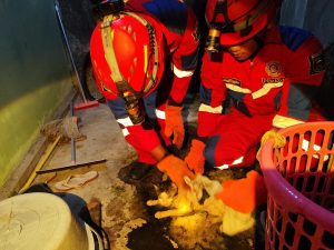 Evakuasi Kucing di dalam Sumur