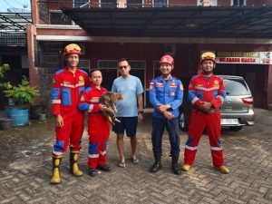 Evakuasi Kucing