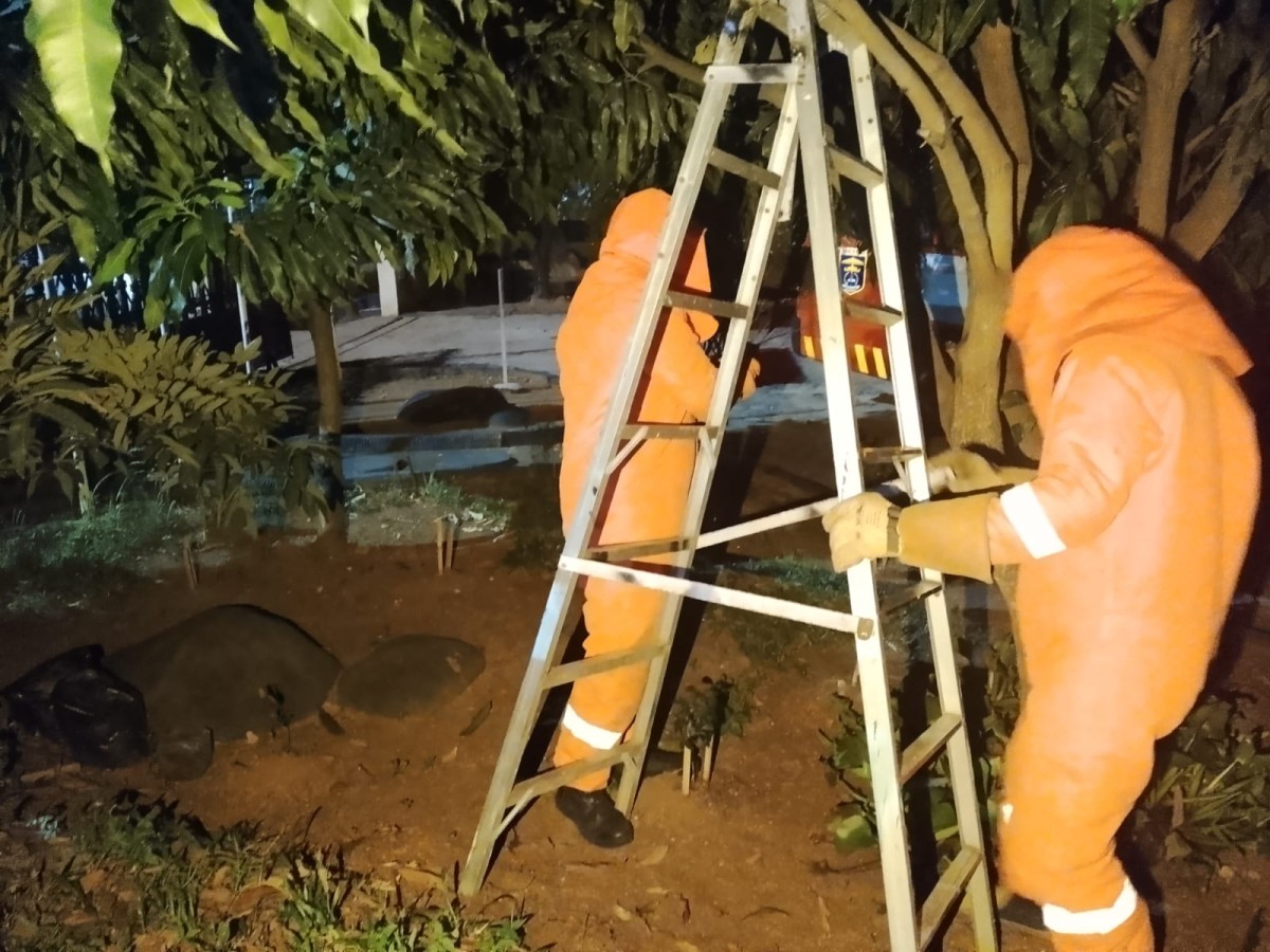 Evakuasi Sarang Tawon