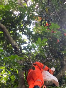 Evakuasi Sarang Tawon