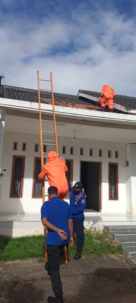 Evakuasi Sarang Tawon