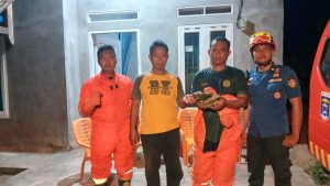 Evakuasi Sarang Tawon